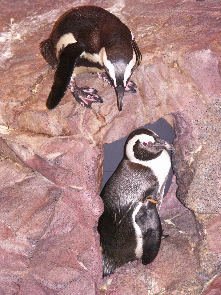 Penguin Boston Aquarium by Pavol Štellmach