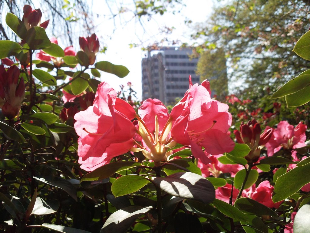 Planten & Bloomen, Japanischer Garten, Blume by MaGsTeR