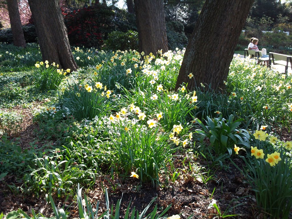 Planten & Bloomen, Blume by MaGsTeR