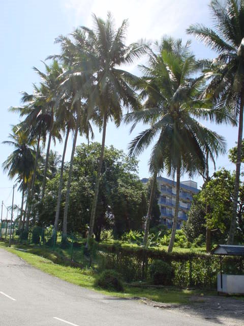 Coconut trees in Masai by masaiboy