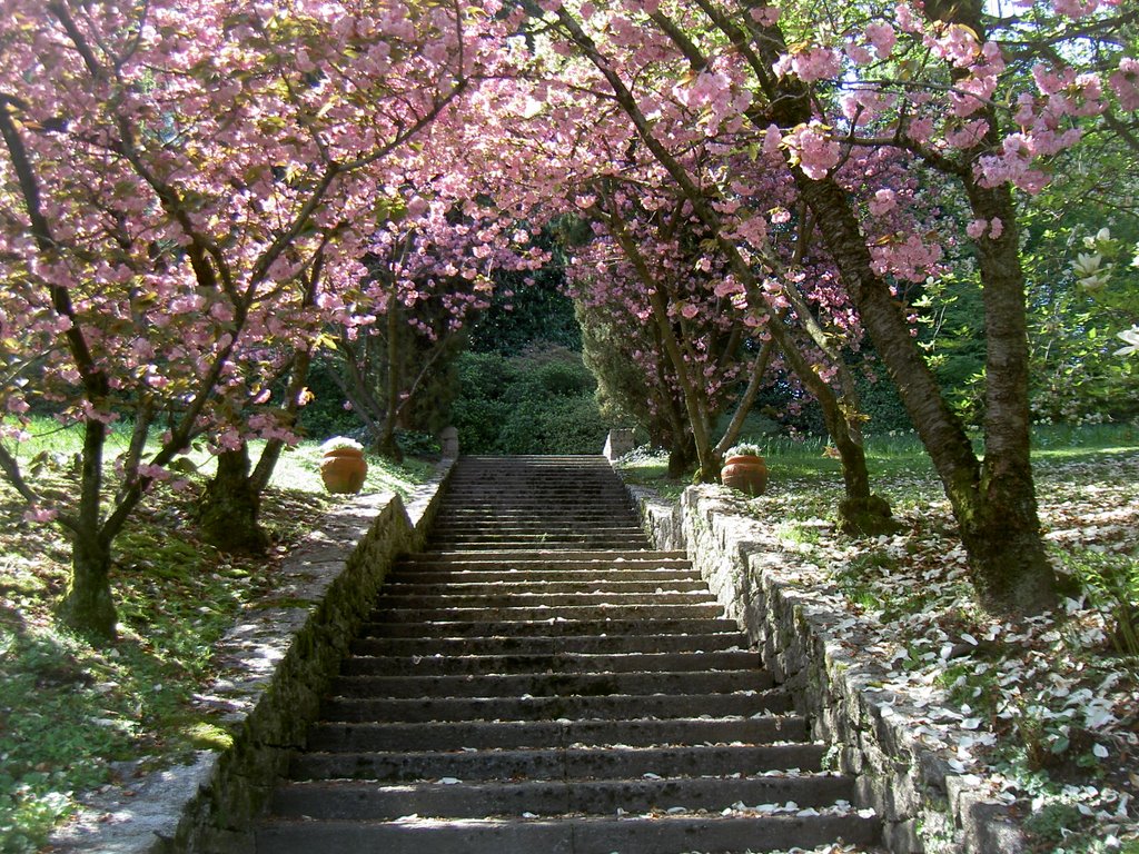 20090414 prunus by Fortunato Oldani