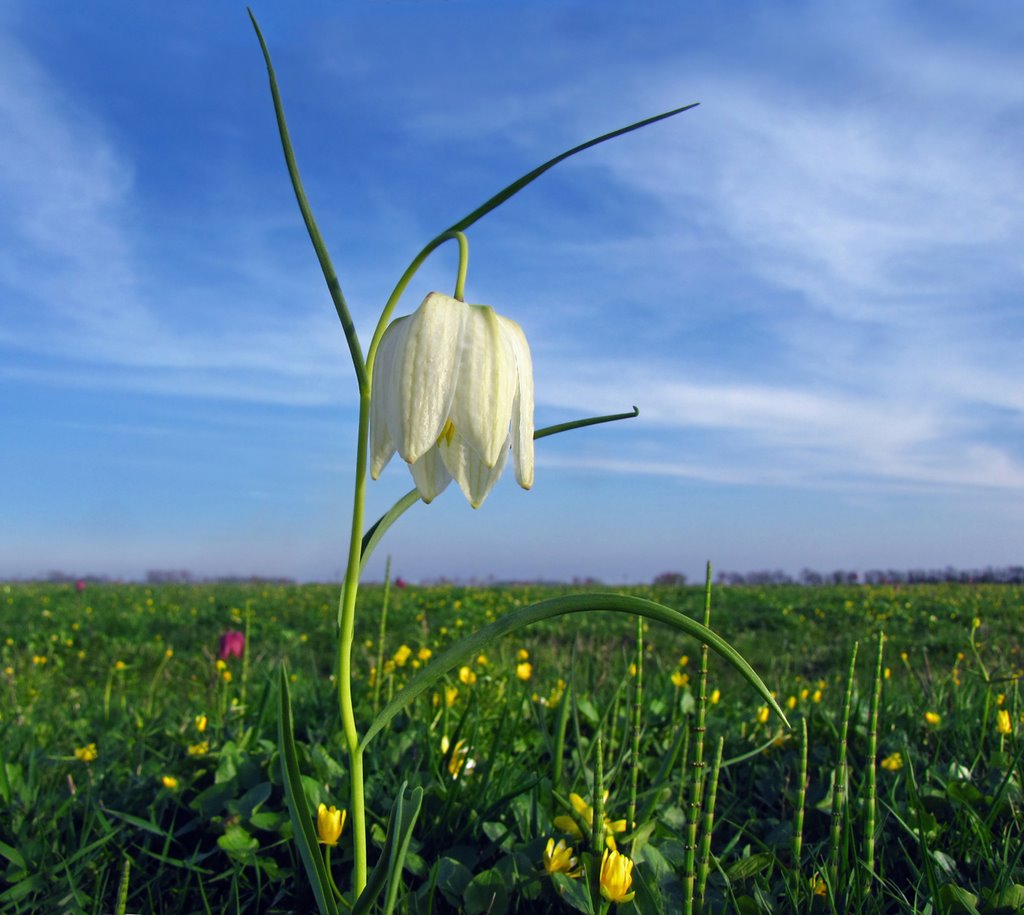 Weiße Schachblume auf einer Wiese in Hetlingen in der Haseldorfer Marsch by Juliane Herrmann