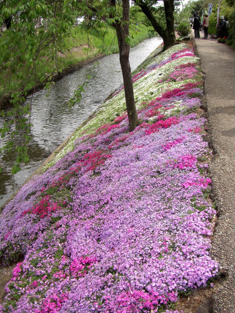 渋田川河畔の芝桜(Phlox Subulata on Shibutagawa riverside) by 9m2ji1etu