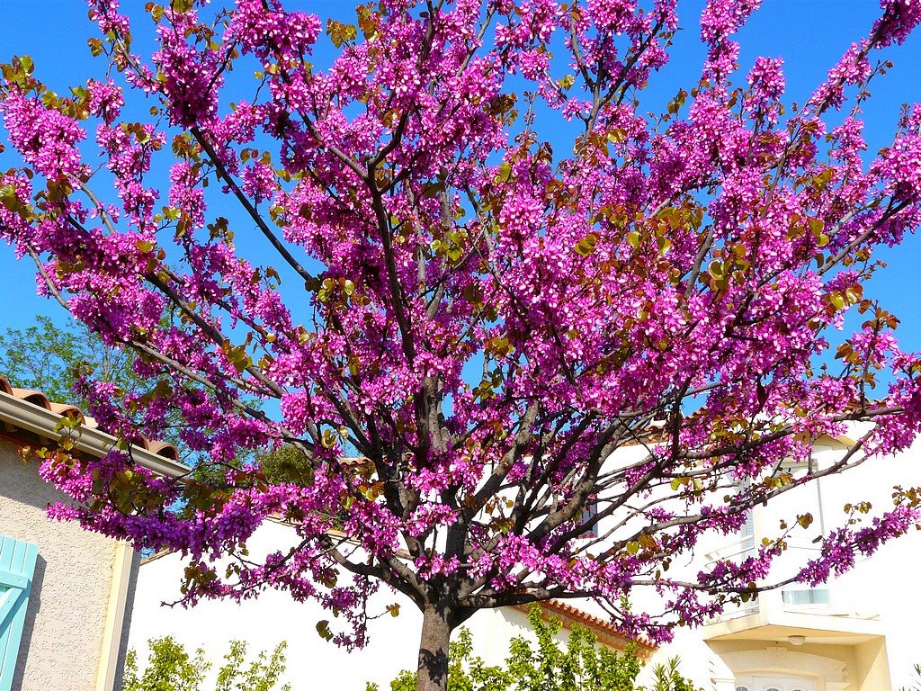 France, l'arbre de Judée en pleine floraison by Roger-11