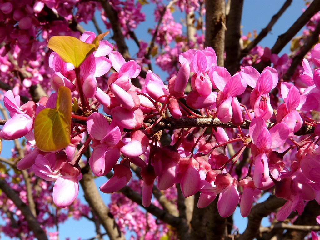 France, gros plan sur les fleurs de l'arbre de Judée by Roger Narbonne