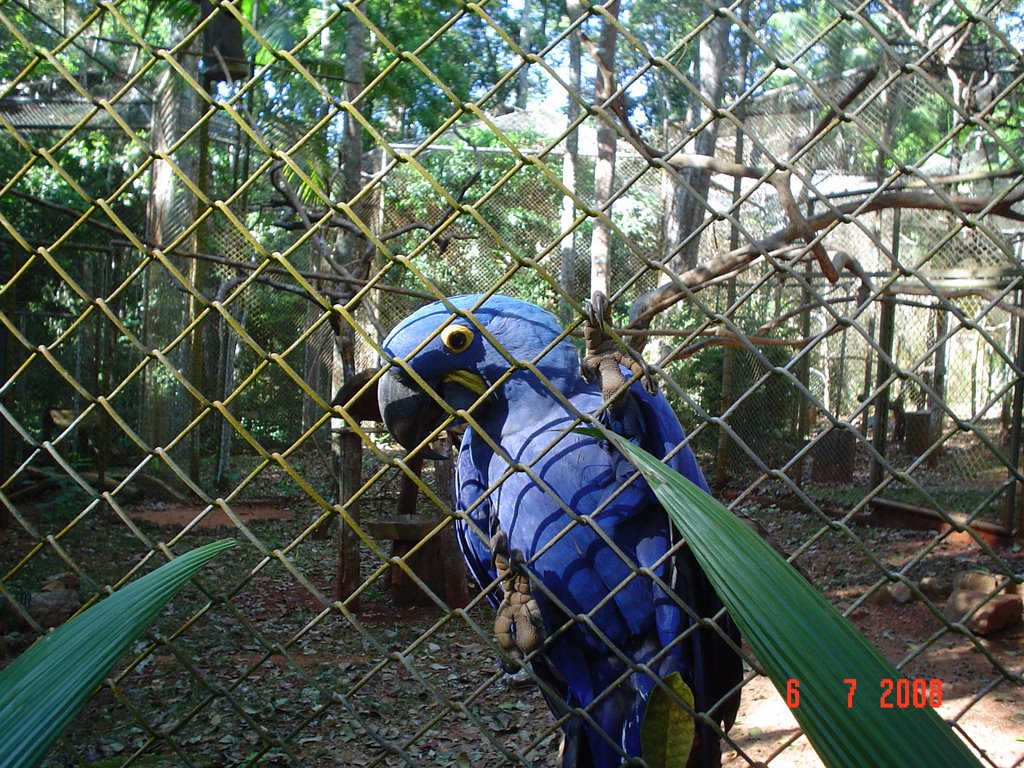 Parque Zoobotânico de Carajás-Parauapebas-Pará-Brasil-Arara Azul by jairocostaa