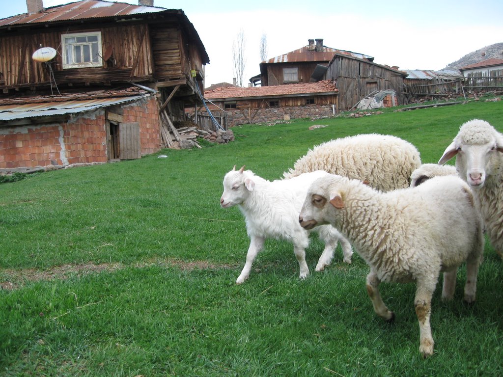 The lambs have a lunch by Fatma Demir