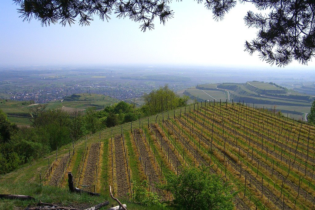 Weinberge bei Ihringen by Elke Böhme