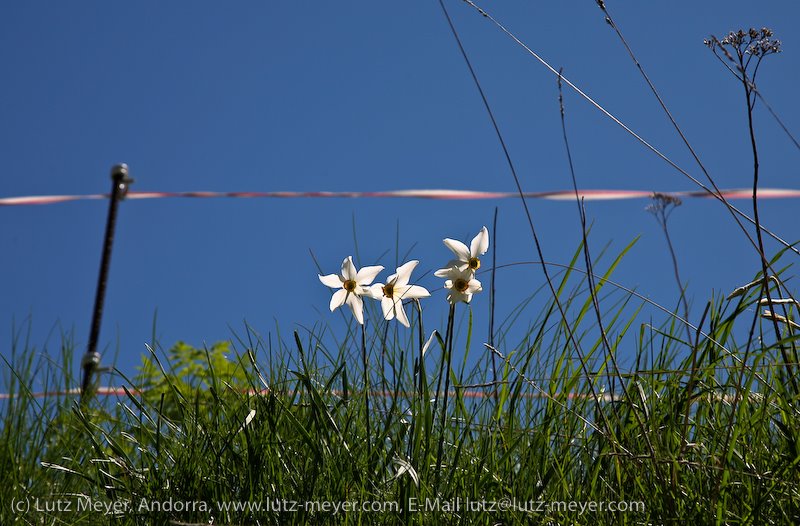 "Grandalla" flower at Ruta del Ferro, Vall Nord, Ordino, Andorra by Lutz Meyer