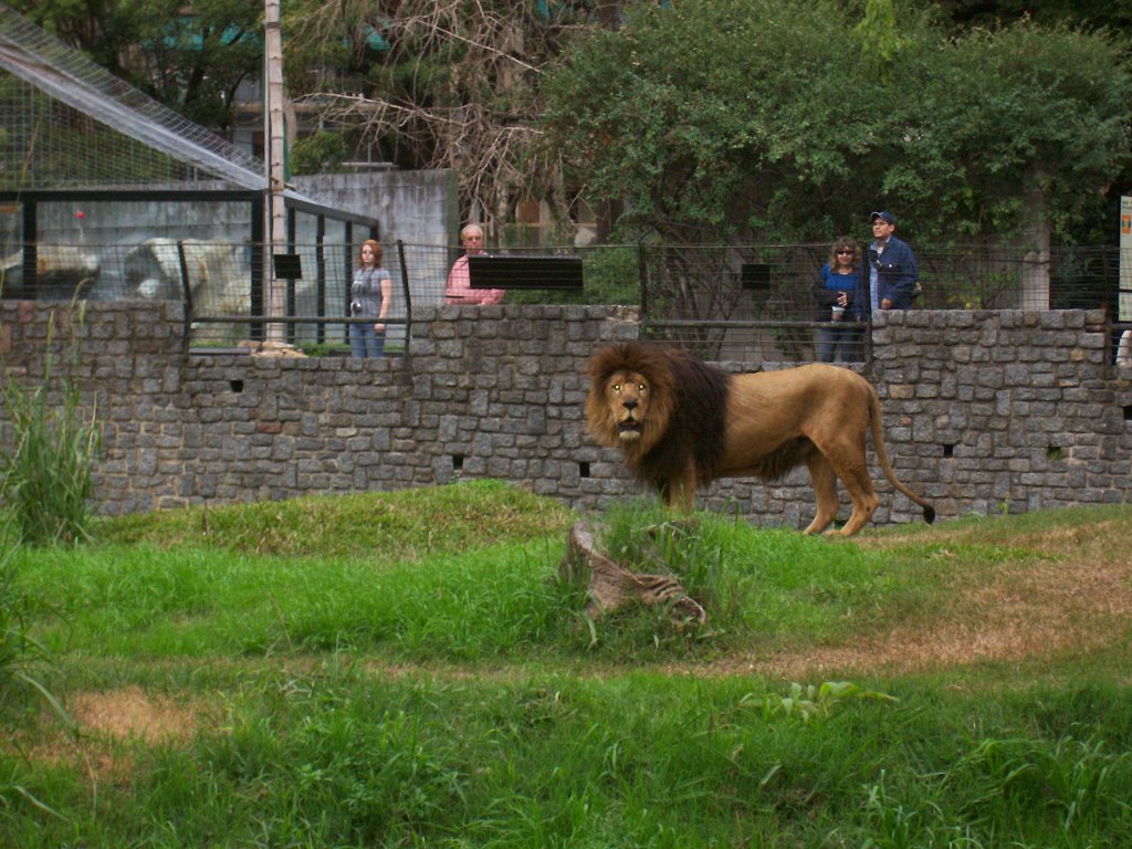 Baires Zoo by Adrian Ruggiero