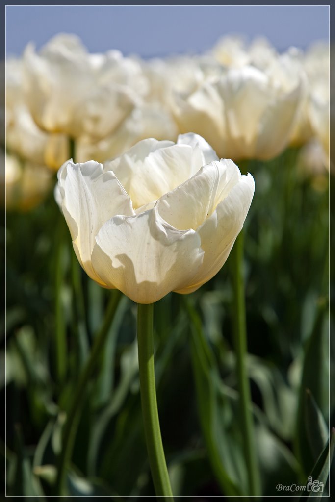 Tulp / Tulip "Verona" by © BraCom (Bram)