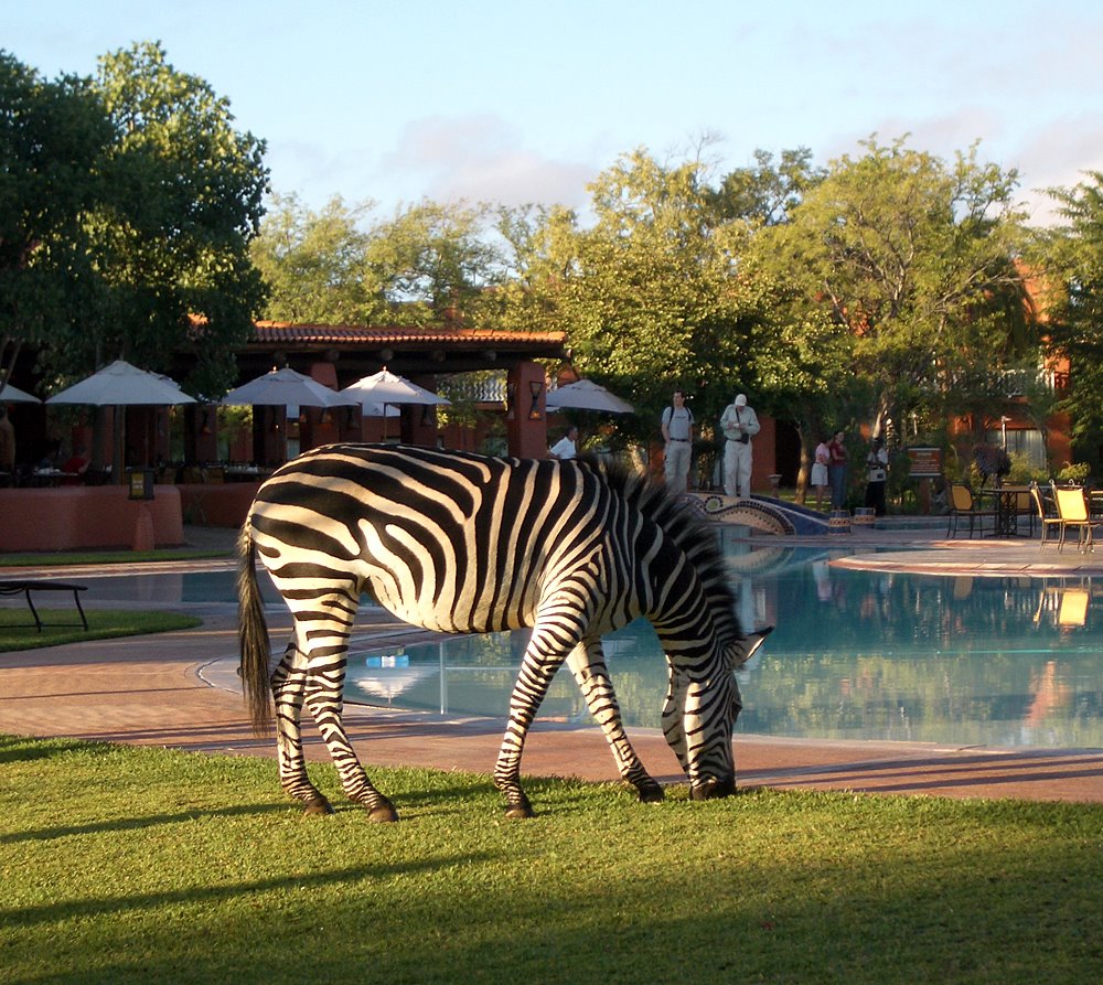 Zebra at the Zambezi Sun by scanavphoto