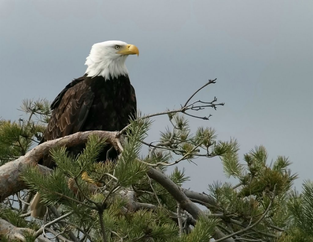 Eagle by melissastolte