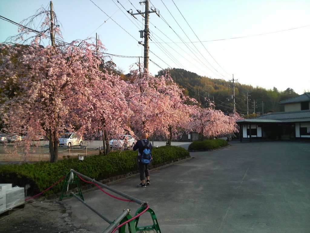 豆子郎館資料館前の桜 by yoshibo4