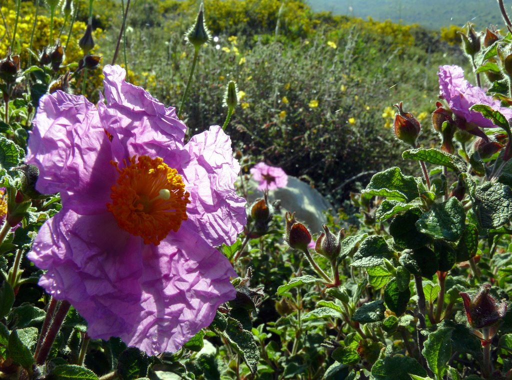 Spring in Samaria (Shomron), Ariel by Ilya Borovok