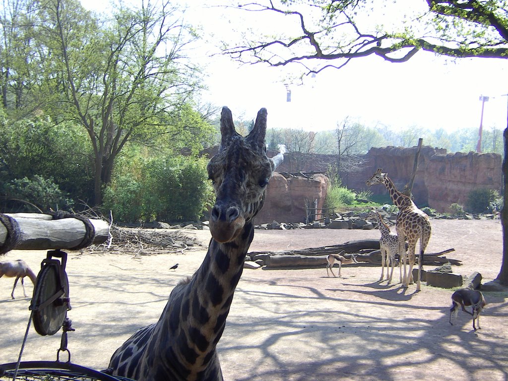 Ostern im Zoo Hannover by Bibo68