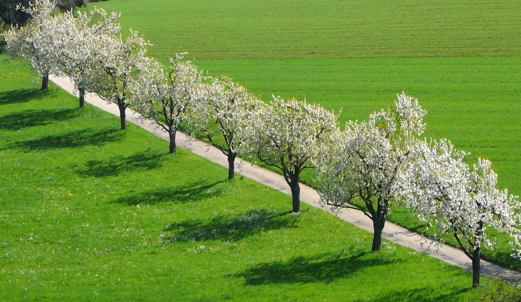 Freiamt-Ottoschwanden Kirschbaumallee im Kirchgraben by M.Böcherer