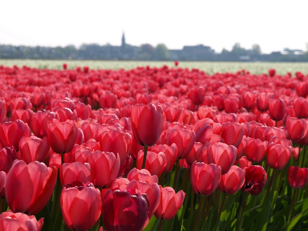 Tulips by reinoudd