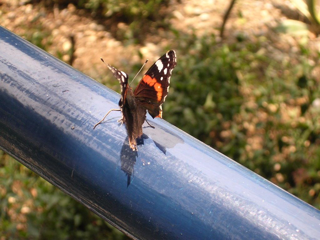 A butterfly resting on a handrail by Flavio Serini