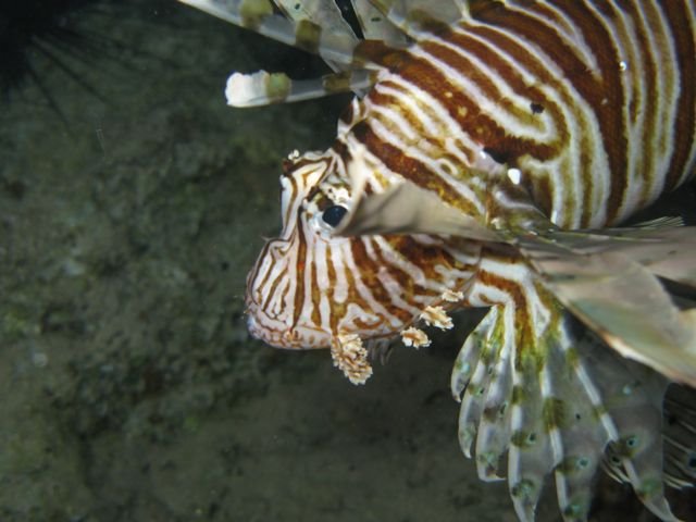 Qesm Safaga, Red Sea Governorate, Egypt by Thomas Faase