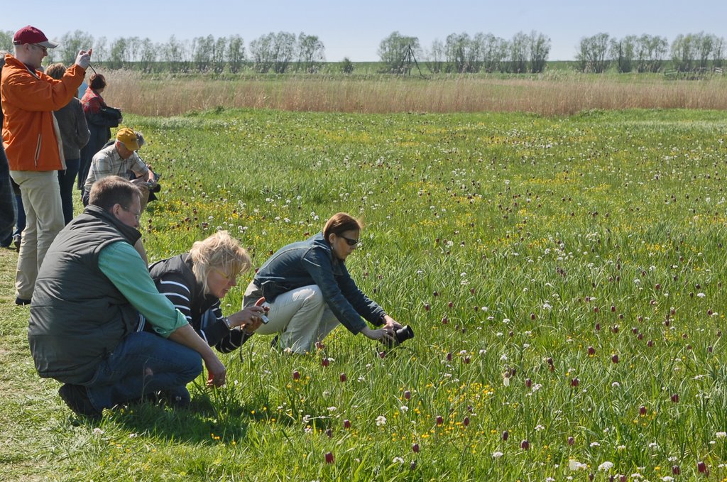 Eine Freude für alle Fotobegeisterten sind die Schachblumen in Hetlingen by Juliane Herrmann