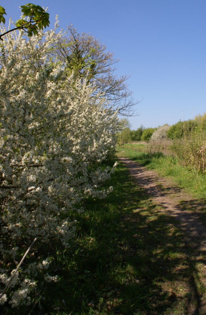 Blossoms on the canal by gbr1