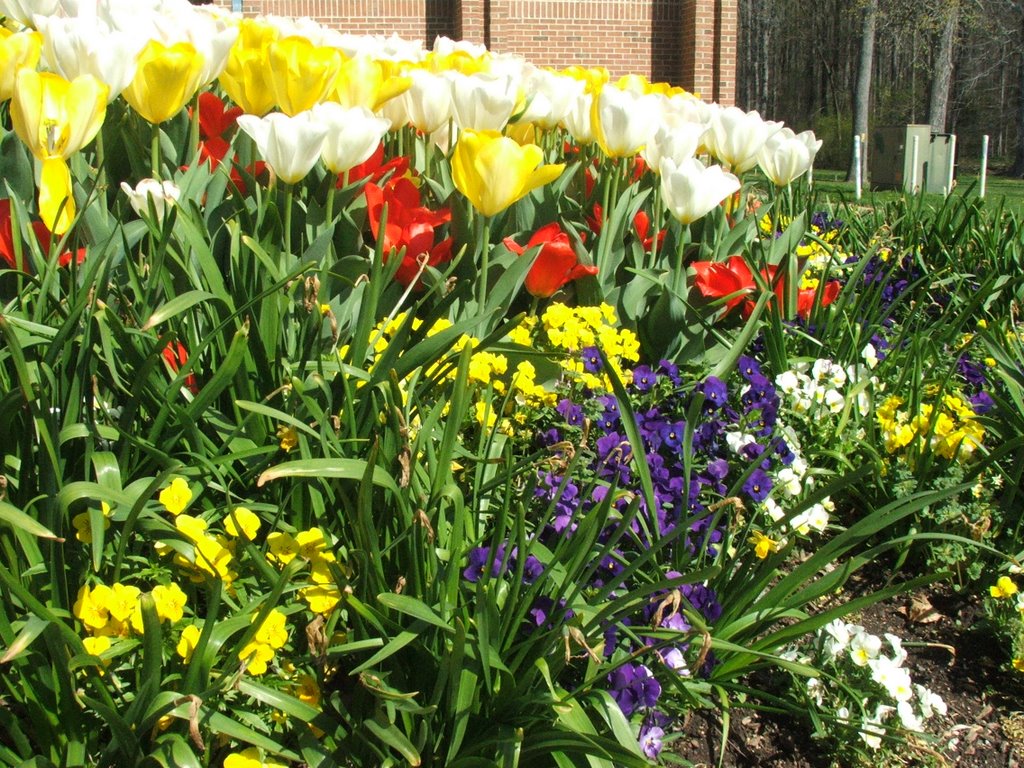 Greenbelt, MD - Flowers at Aquatic Center1 by kiwanji