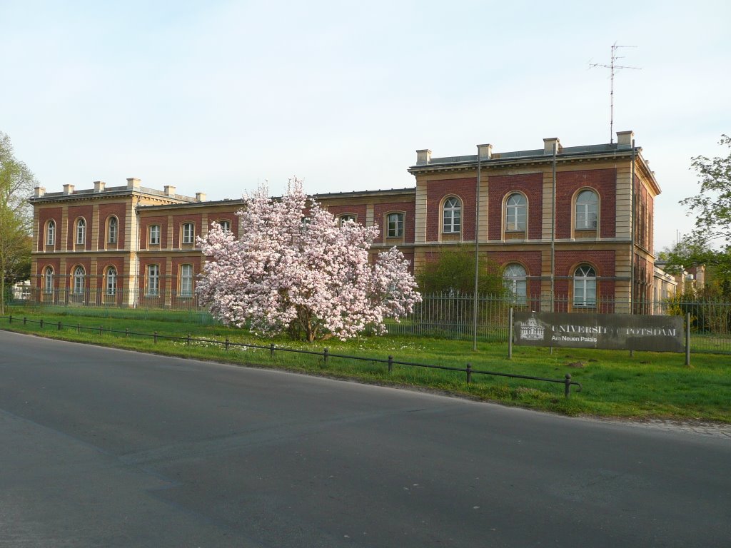 15.4.09_Potsdam_bluehende Magnolie by rahsegler