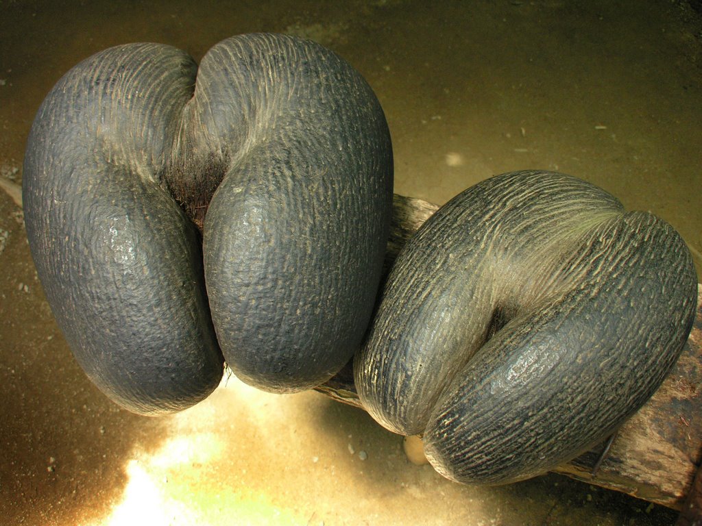 Fruits of Coco de Mer (Lodoicea maldivica) on reception of Vallée de Mai Nature Reserve by IPAAT