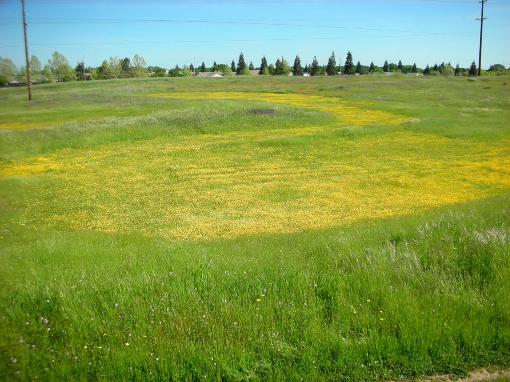 Vernal Pool by the magnifcent