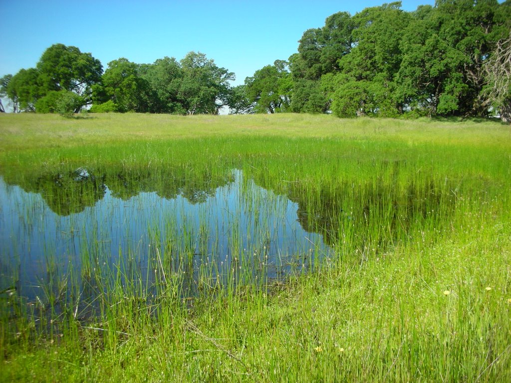 Vernal Pool by the magnifcent