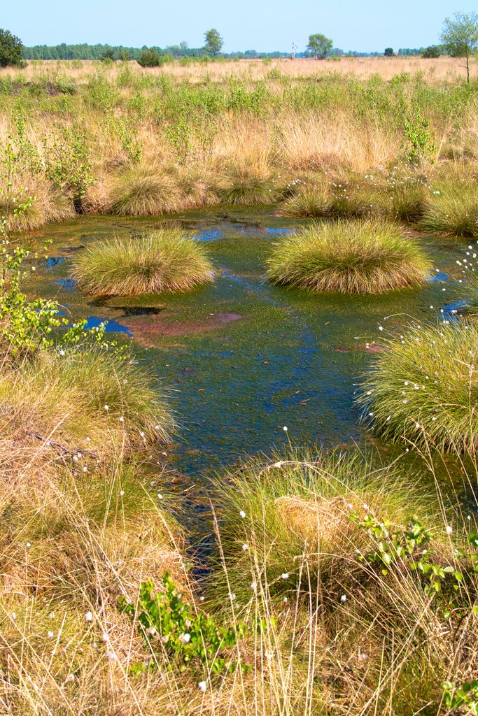 Teich im Oppenweher Moor by audianer