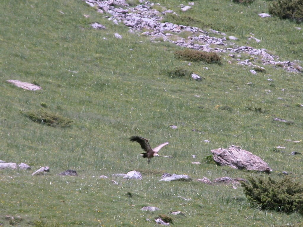 Vautour sur les hauteurs de Gavarnie by leslie51