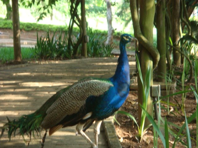 Bosque de Paulinia by Wellington Carlos