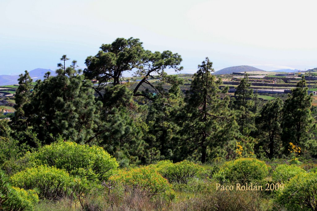 VISTAS DEL PAISAJE ENTRE GRANADILLA DE ABONA Y VILAFLOR by Paco Roldán Arjona