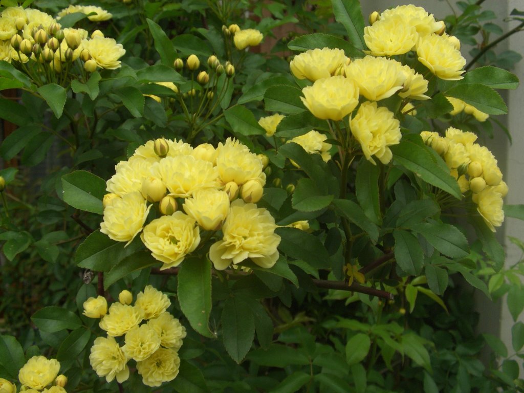 Rosa banksiae lutea by Braggion Andrea