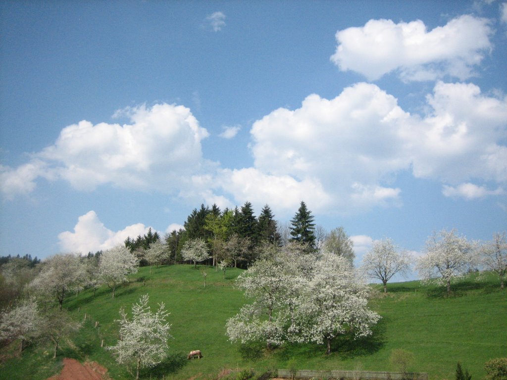 Kirschblüten am Christianshof by Tobtime