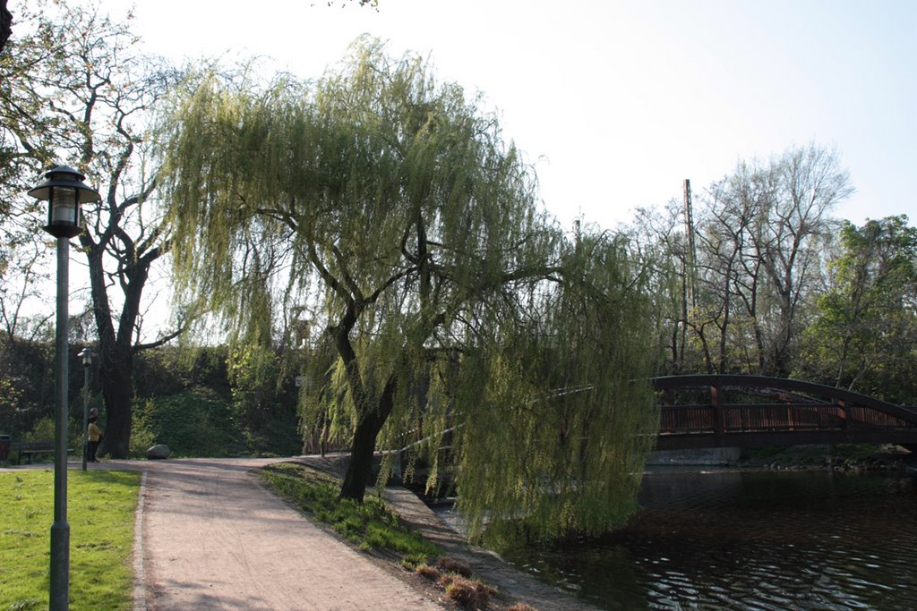 Gotthardteich Weide + Brücke by Montelukast