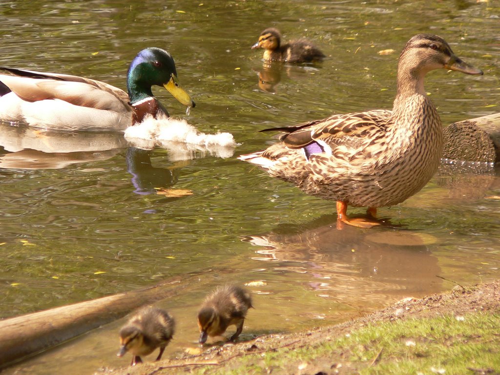 Spring 2009 arrives in Chislehurst by RogerSmith1946