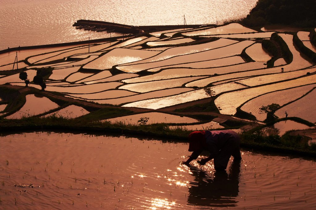 土谷棚田 田植え Terrace paddy field in Doya by mahlervv