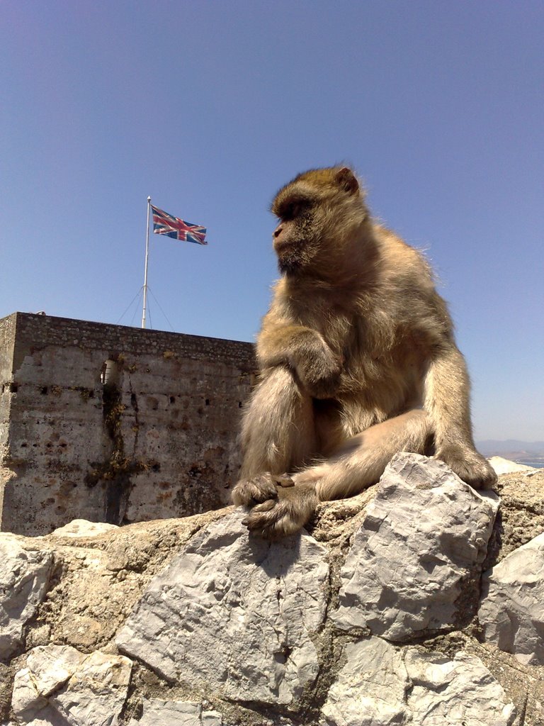 Mono Gibraltareño by bandido_triana