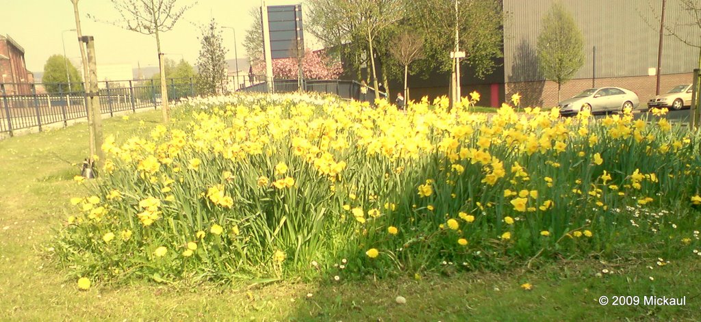 Daffodils, Ashton Under Lyne, Lancashire, England. UK by mickaul