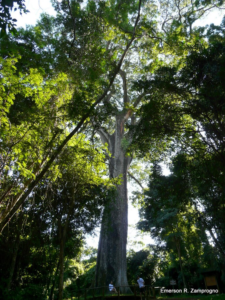 O Jequitibá milenar do Parque Estadual Vassununga / ezamprogno by Emerson R. Zamprogno