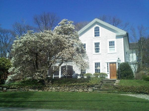 Nice Tree & House by Lenny Carlucci