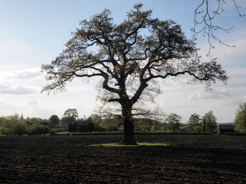 Lone tree by ampthillmark