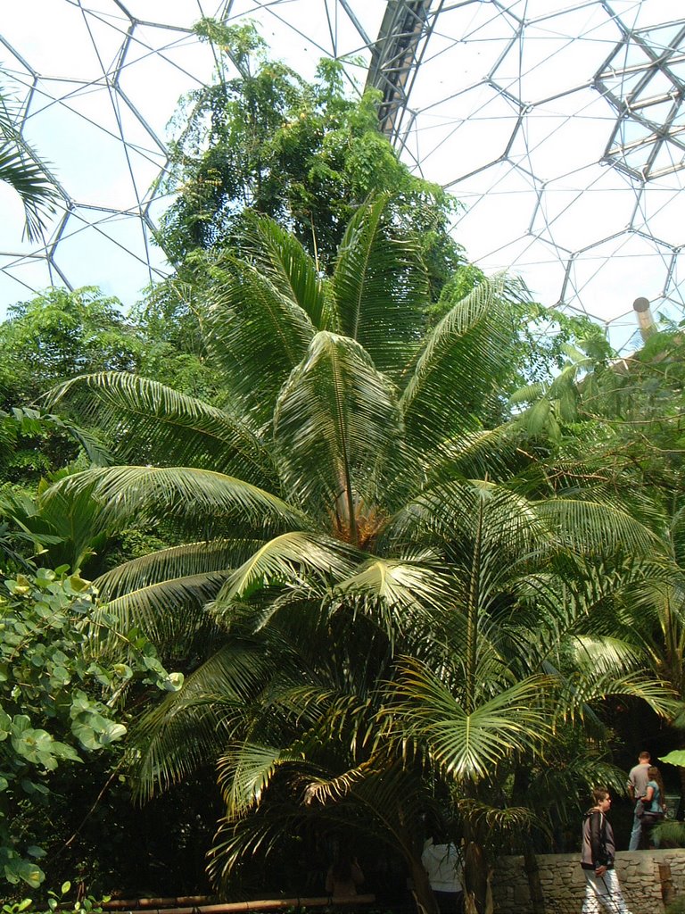 Eden project 29.5.2006 by Stephen Rogers