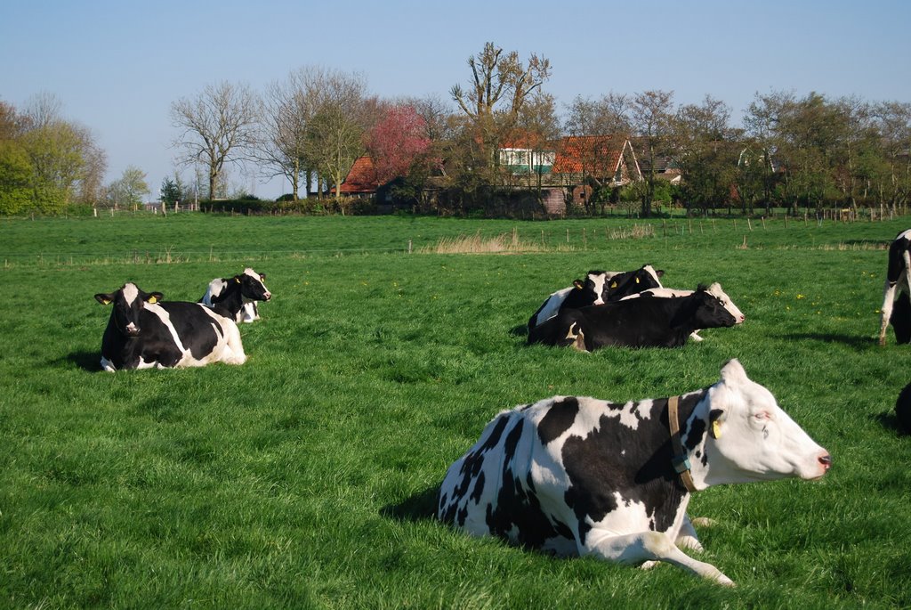 Groene weiden op Wieringen by H.Bouwstra