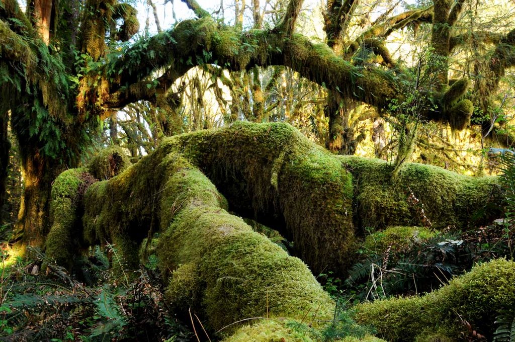 Moss covered tree - 200904LJW by Larry Workman QIN