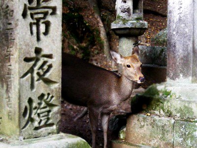 Kasuga taishya shrine by ahobclass