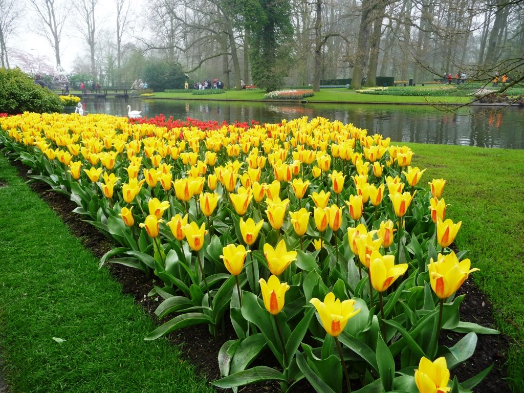 Keukenhof 2009 by figueras